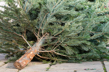 xmastree